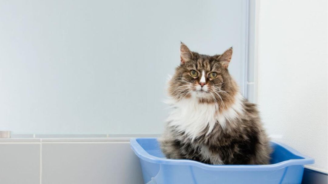 gatto seduto in una lettiera blu in bagno