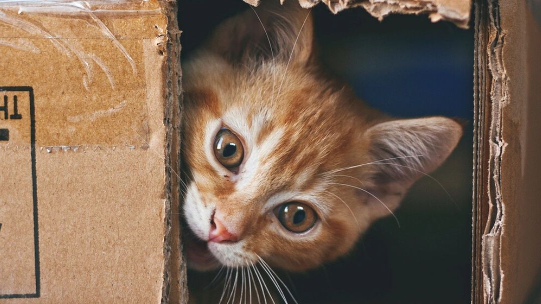 gatto zenzero nascosto in una scatola di cartone