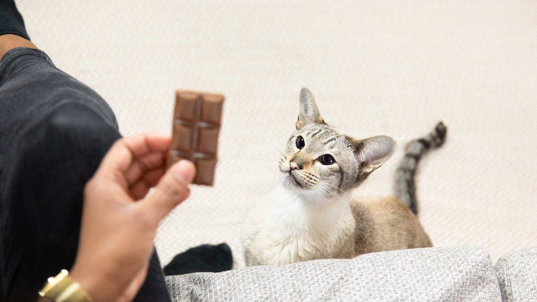 I gatti possono mangiare il cioccolato?