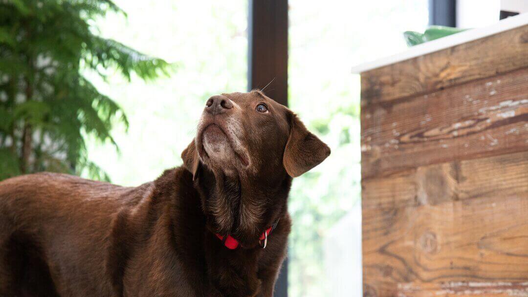 Labrador cioccolato davanti alla pianta, guardando in alto.