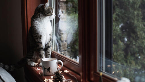 Gatto che si siede su un davanzale della finestra che guarda fuori dalla finestra