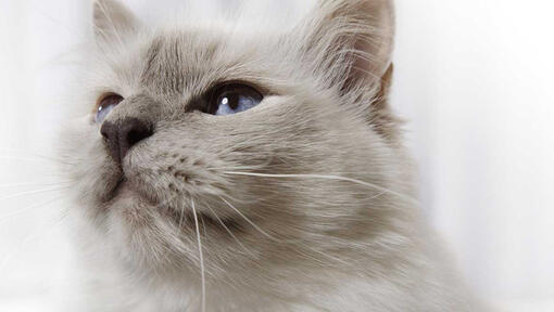 Chiuda in su del viso del gatto grigio
