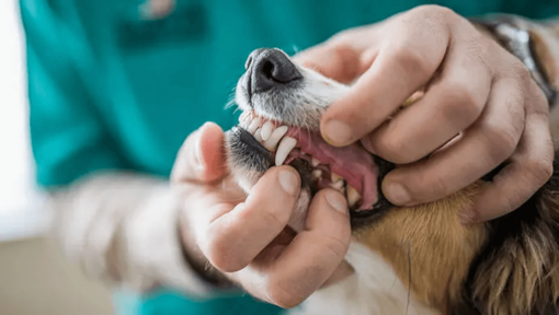 Visite dal veterinario per cani